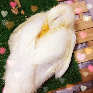 白いアヒル約5ヶ月の里親を募集しています。