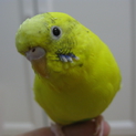 セキセイインコの里親募集
