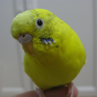 セキセイインコの里親募集