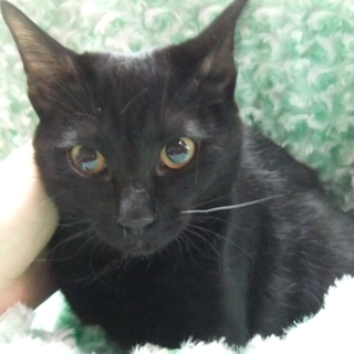 ※※一本だけ白いヒゲの黒ネコちゃんです※※
