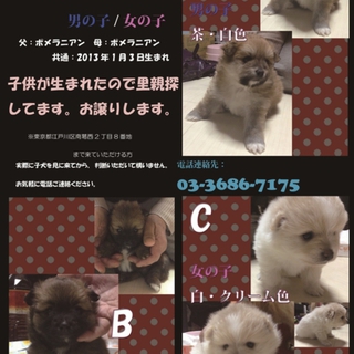 ポメラニアンの子供の里親探します。