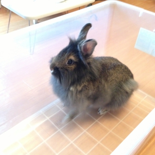 里親様決まりました。