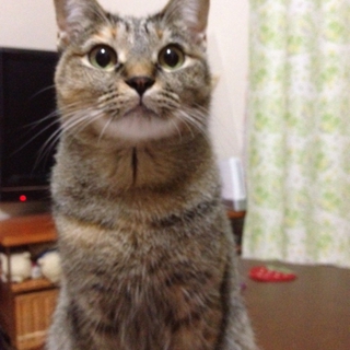 可愛がってくださる方お願いします