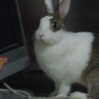 ミニうさぎの里親さん募集してます。