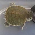 ミドリガメ（甲長：５cm）　里親募集