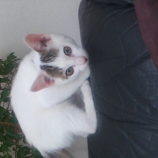 里親緊急募集！！！！！