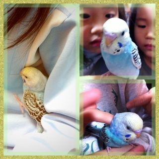 セキセイインコ 若鳥 手乗り