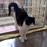 ＊はちわれ美人猫の里親さま募集＊ サムネイル2