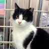 ＊はちわれ美人猫の里親さま募集＊ サムネイル3