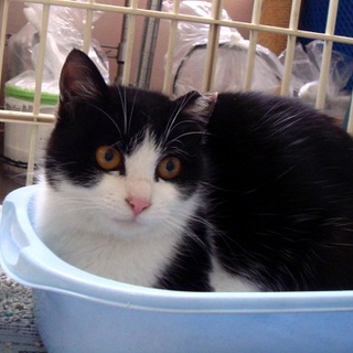 ＊はちわれ美人猫の里親さま募集＊
