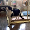 ＊はちわれ美人猫の里親さま募集＊ サムネイル5
