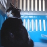 ＊はちわれ美人猫の里親さま募集＊ サムネイル4