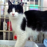 ＊はちわれ美人猫の里親さま募集＊ サムネイル6