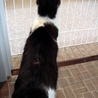 ＊はちわれ美人猫の里親さま募集＊ サムネイル7
