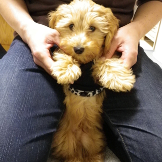 生後３か月の子犬