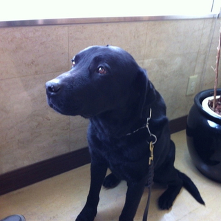 愛犬（黒のラブ）を可愛がってくださる方探してます。