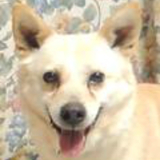 多頭現場５３頭から救済　美しい被毛で従順な和犬