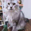 成猫里親募集