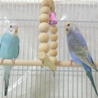 セキセイインコ２歳かわいがってください