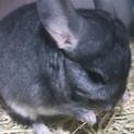 チンチラ（ネズミ科）