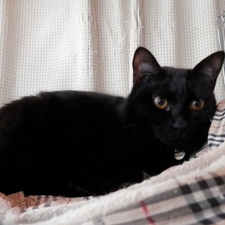 甘えん坊の黒猫君