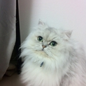 可愛いペルシャのオスです