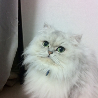 可愛いペルシャのオスです