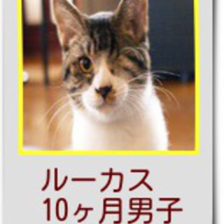 人もネコもだーいすきな男の子