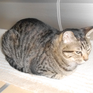 成猫オス２匹　緊急里親募集