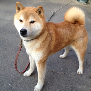柴犬5歳半　男の子里親様募集中！