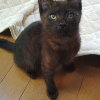 名古屋　黒猫　ぺぺの里親さん募集