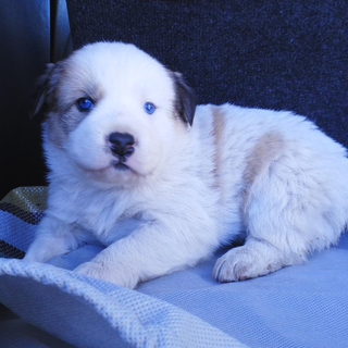 雑種の子犬３匹です。
