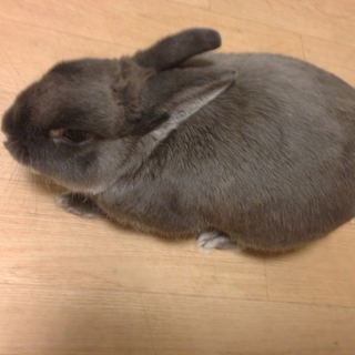ミニウサギの里親様を募集