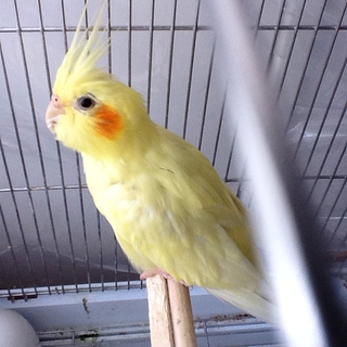 優しい里親さん決まりました。有難うございました!