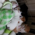 有難うございます。里親様が決定いたしました！