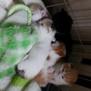 有難うございます。里親様が決定いたしました！