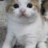 有難うございます。里親様が決定いたしました！ サムネイル2