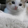 有難うございます。里親様が決定いたしました！ サムネイル4