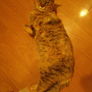 1匹飼い希望