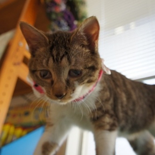 犬も猫も大好きなたまごちゃん