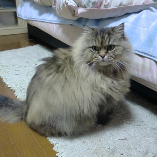 可愛がってくれる方、募集します!