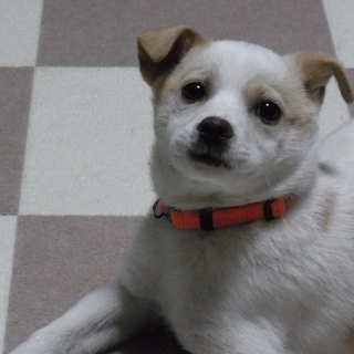 可愛い子犬