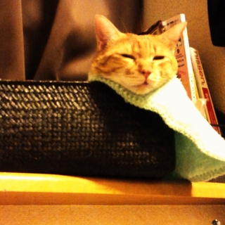 茶白♀猫　里親募集！