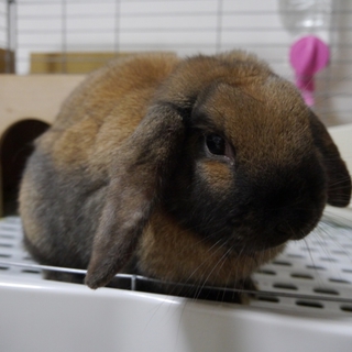 ロップイヤー　メス　１歳４か月　里親募集します。