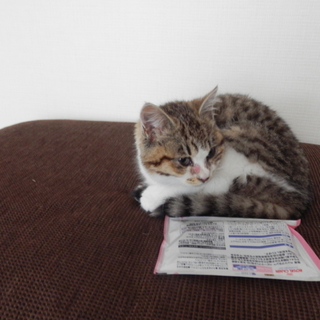 かわいい子猫です。