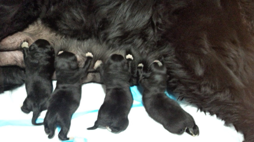 ニューファンドランド（親子）【犬】ユージン ニューファンドランド（親子）【犬】ユージン