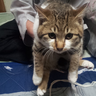 子猫の里親募集しております。