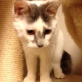 人とも猫とも仲良し　美美(ミミ)ちゃん