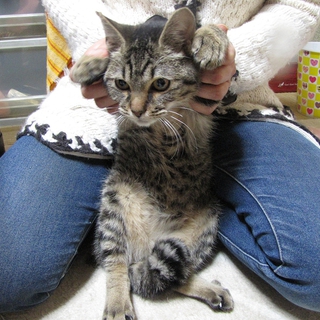♪ふわふわ♪キュートなキジ猫