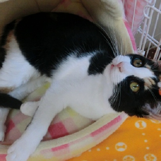甘えん坊のお膝猫